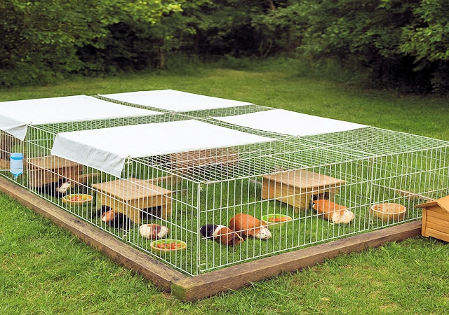KI generiert Sommergehege aus verzinktem Metall mit Meerschweinchen